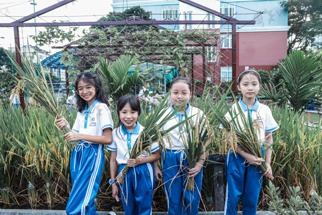 HỌC SINH VSTARSCHOOL THU HOẠCH LÚA TẠI VƯỜN TRƯỜNG